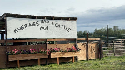 Cast Iron Cowboy Mugrage Hay & Cattle Episode