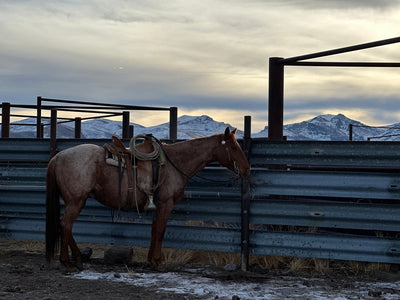 A horse standing by a metal fence with snow capped mountains in the background.
