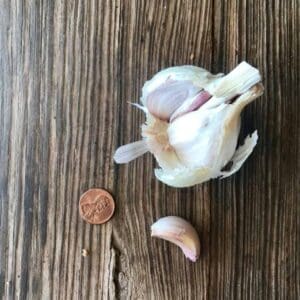 Garlic clove and penny on woodgrain table.