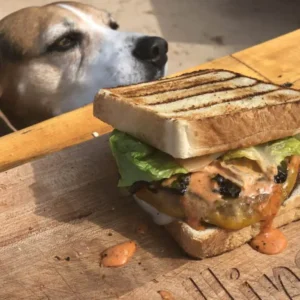 Dog looking at a delicious burger.