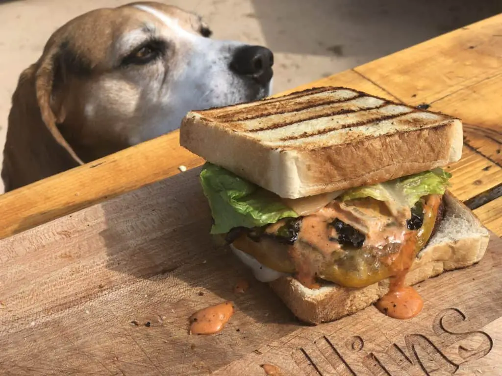 Dog looking at a delicious burger.