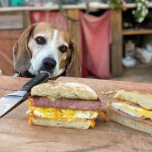 A dog is eating some food on the table