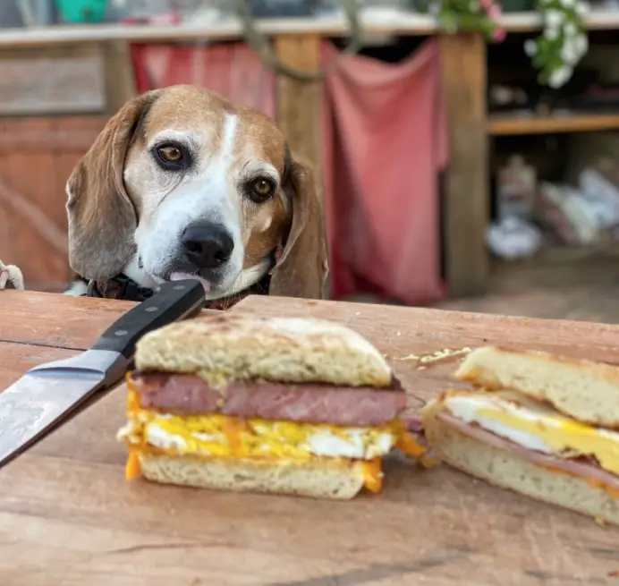 A dog is eating some food on the table