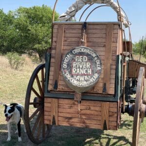 A dog standing next to an old wagon.