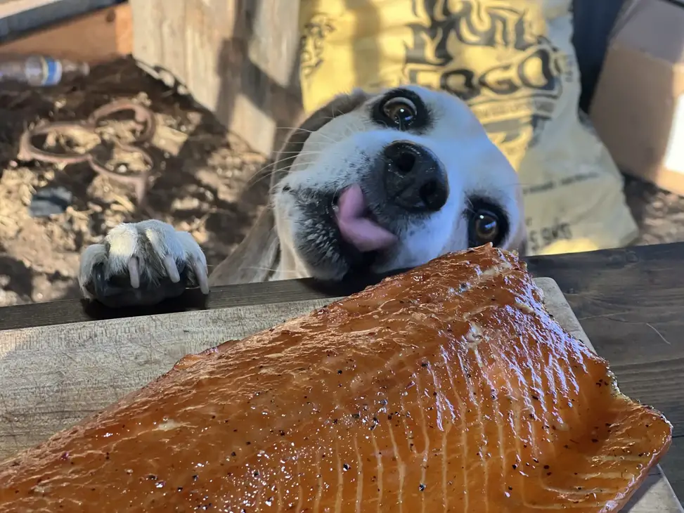 A dog is looking at the fish on the table.