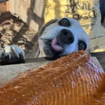 A dog is looking at the camera while eating fish.